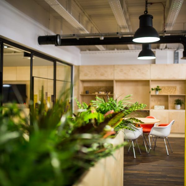 Biophilic office fit-outs: The best plants for your office environment